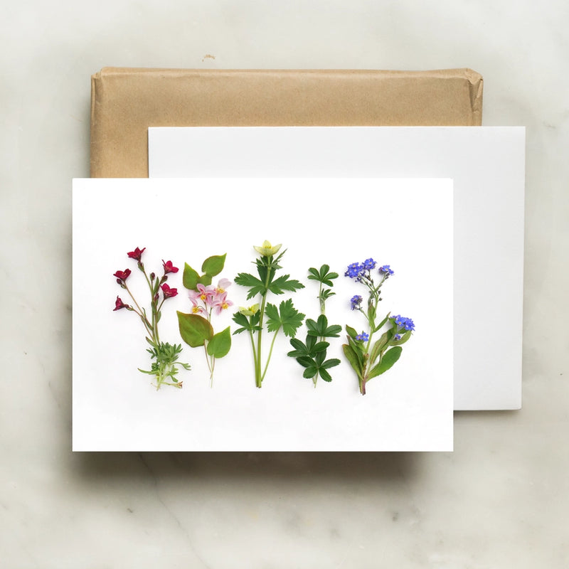 Botanical Greeting Card: Wildflower Rainbow