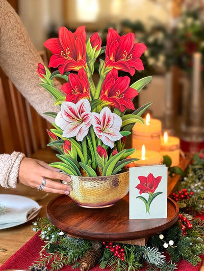 Fresh Cut Paper, Scarlet Amaryllis