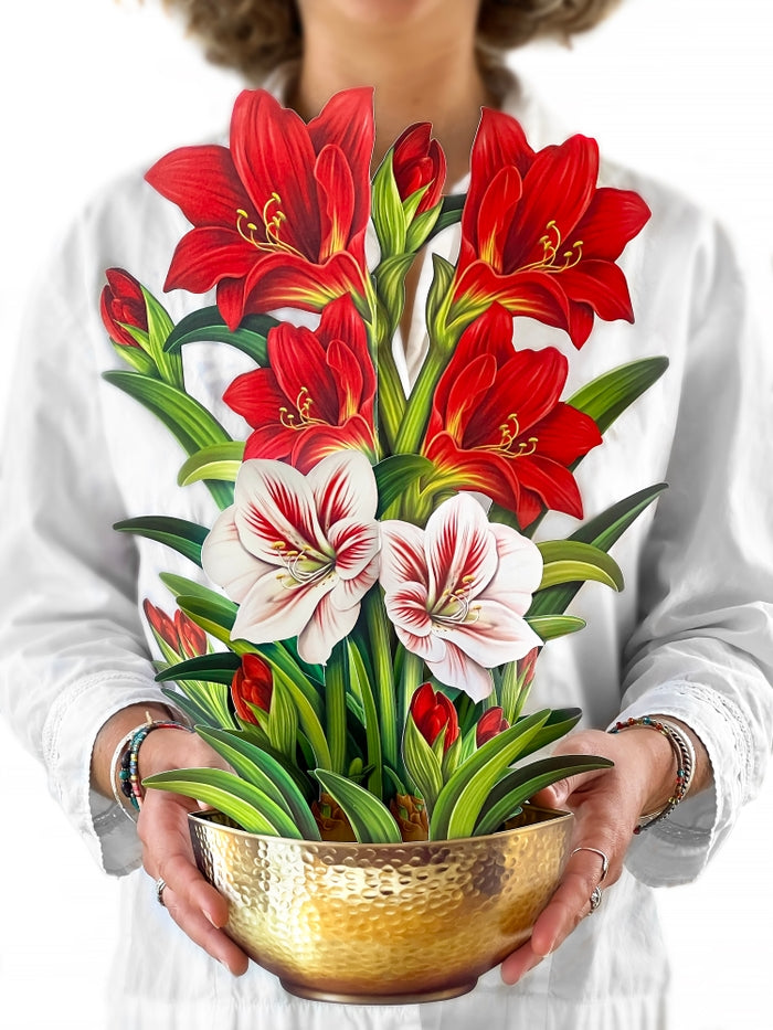 Fresh Cut Paper, Scarlet Amaryllis
