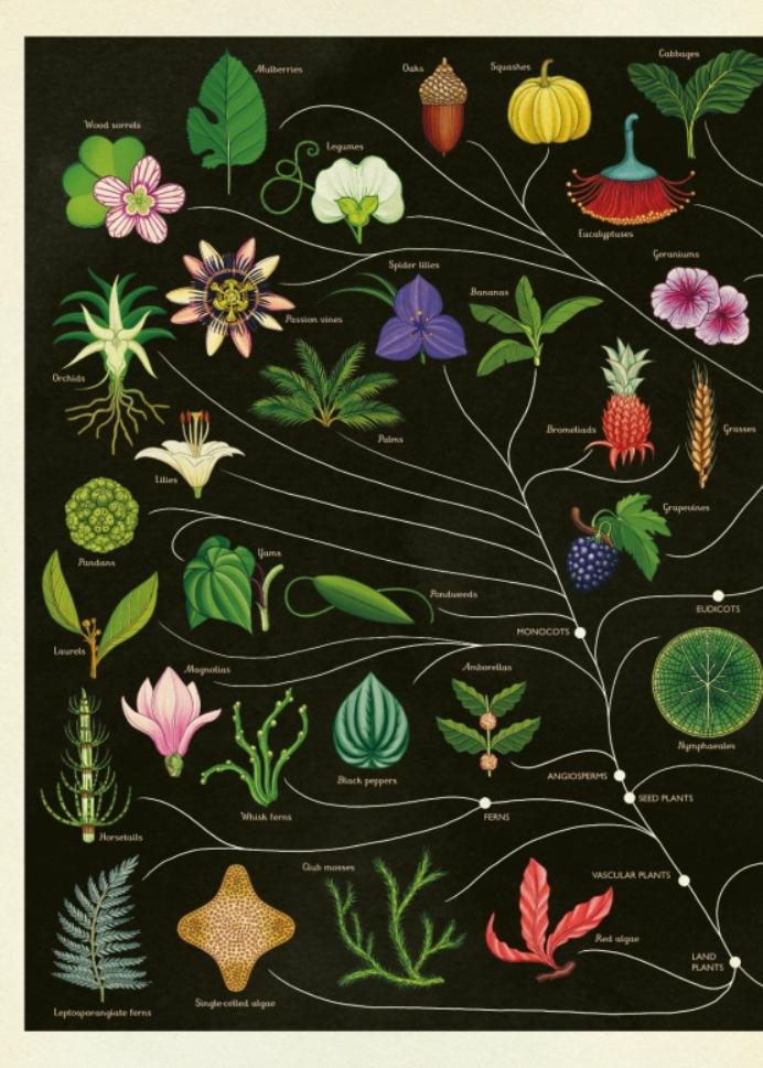 Botanicum, A Welcome to the Museum
