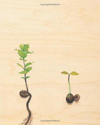 Trees, by Tony Johnston