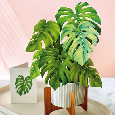 Fresh Cut Paper, Monstera Plant