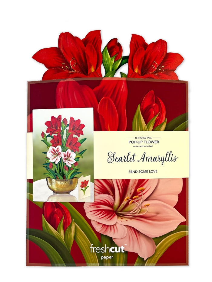 Fresh Cut Paper, Scarlet Amaryllis