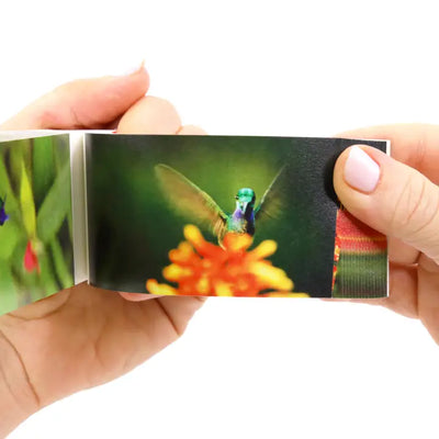 Hummingbirds Flipbook