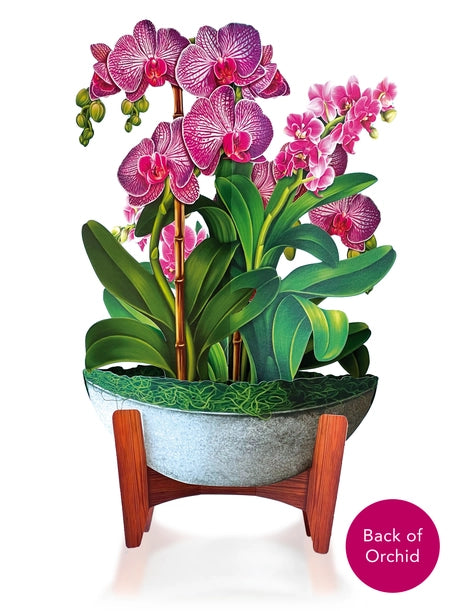 Fresh Cut Paper, Orchid Oasis