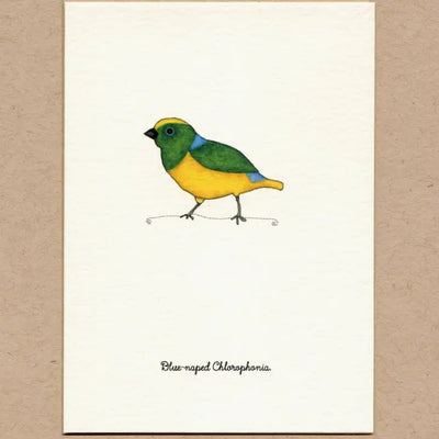 Stationary Card Pack of 6: Birds 3