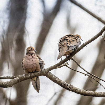 Mourning Dove Canvas Print