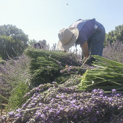 Lavender Hand Soap