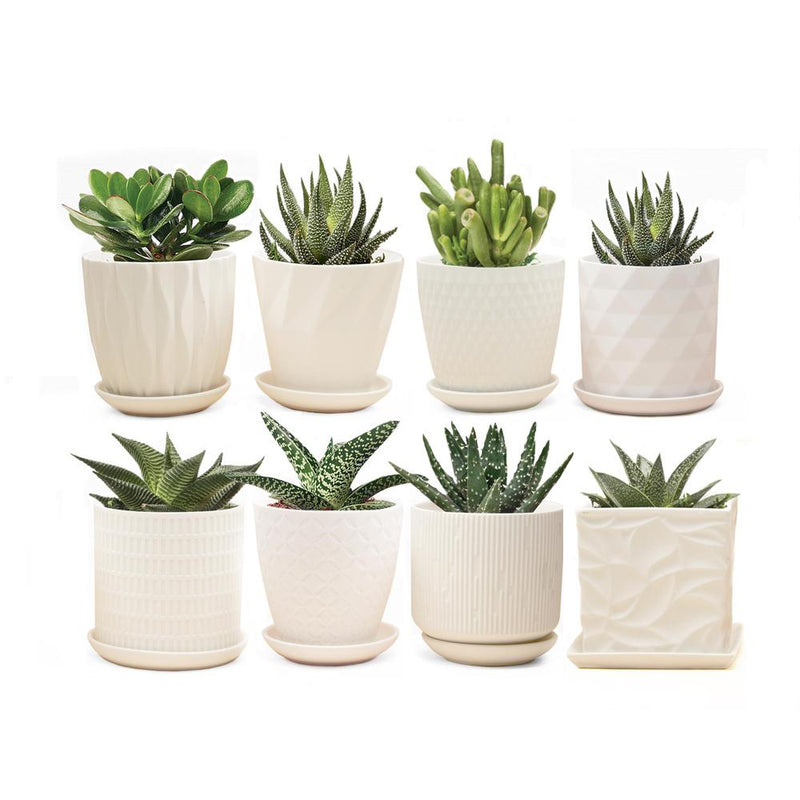 Chive, Virago Planter