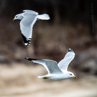 Ring-Billed Gull Canvas Print